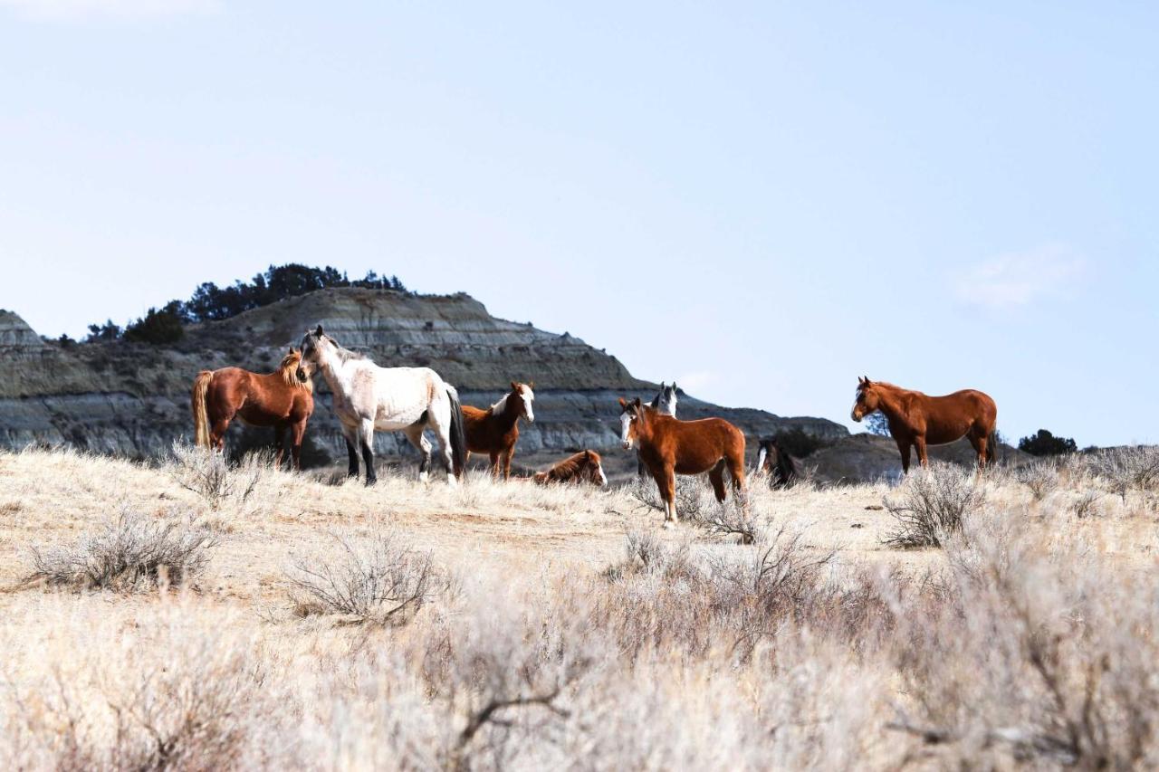 Badlands Suite Less Than 1 Mi To Teddy Roosevelt Park! ميدورا المظهر الخارجي الصورة